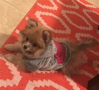 pomeranian-in-warm-jacket